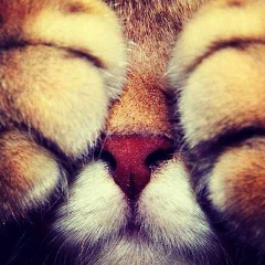 Алексей Черный, Нижний Новгород