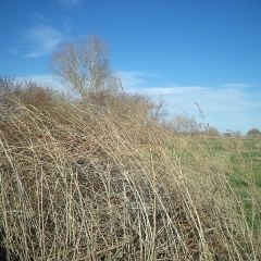 Снежана Зинченко, 09.03, Барнаул