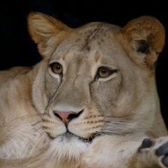 Динара Тен, 03.08.1991, Москва