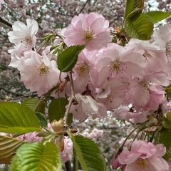 Sanna Österberg, 03.08, Петрозаводск