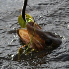 Алексей Аверьянов, 20.01, Санкт-Петербург
