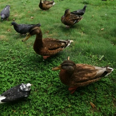 Ирина Балбуцкая, 16.10.1986, Гомель