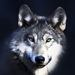 Wolfhound Wolf, Москва