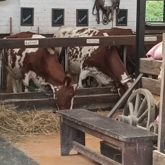 Роман Еремин, 02.01.1985, Пенза