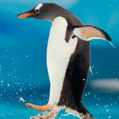 Яков Кузнецов, 17.12, Полтава