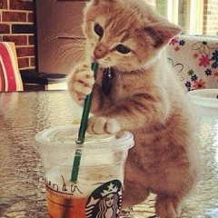 Гамзе Т-ва, 11.02.1997, Баку