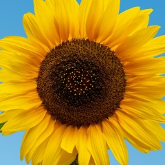 Ирина Морозова