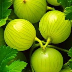 Джан Джигяр, 13.10, Москва