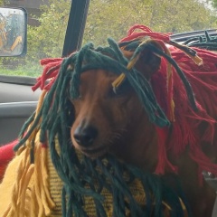 Эдди Торрес, Санкт-Петербург