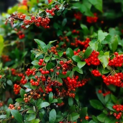 Наталья , 10.05, Санкт-Петербург