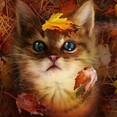 Людмила Сирченко, 17.05, Кропивницкий / Кировоград