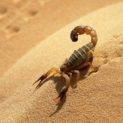 Мирок Коптлеуов, 22.07.1987, Кульсары