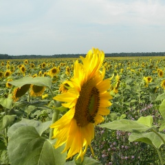 Роман Швед, 07.08.1997, Москва