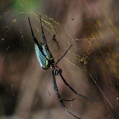 Giuseppe Di-Domênico, 23.04, Curitiba
