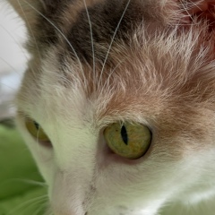 Елена Ранцева, 08.05