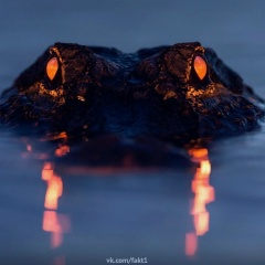 Bucho Carbonel, 06.12.1940, Николаевск