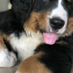 Олег Довгалюк, 17.11.1967, Харьков