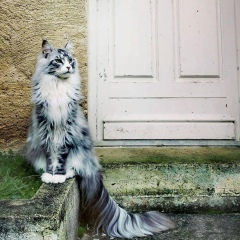 Алихан Умаев, 25.02.1988, Чири-Юрт