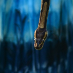 Anastasia Vert, 24.08.1989, Москва