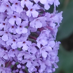 Ирина Павлова, Кишинев