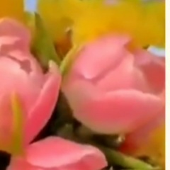 Lotos Lagonaki, Москва