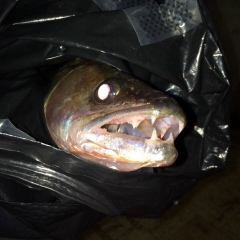 Камиль Садыков, 23.10.1973, Казань