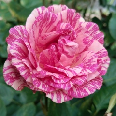 Наталья Хлоповских, Москва