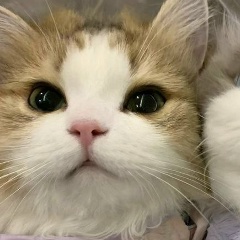 Алишер Абдирешов, 29.07.1993