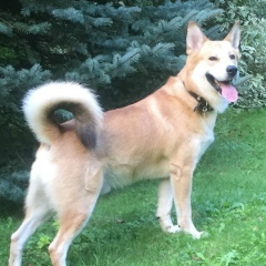 Алла Лансере, Москва