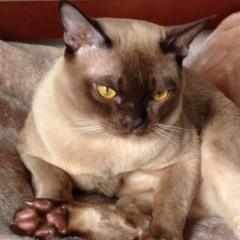 Наталья Терентьева, 25.01, Великий Новгород