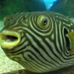 Ульяна Лапичева, 05.02, Хабаз