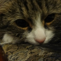 Мария Шевцова, 18.01.1985, Санкт-Петербург