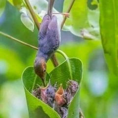 Kyauk Pyauk, 01.03.1992