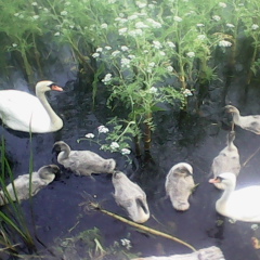 Людмила Душко, 26.11.1983, Ирпень