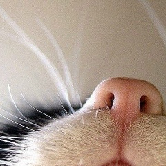 Кристина Сорокина, 28.03.1990, Санкт-Петербург