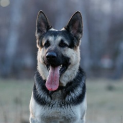 Елена Королева, 23.01, Омск