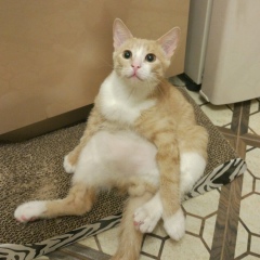 Лео Боев, 27.11.1989, Москва