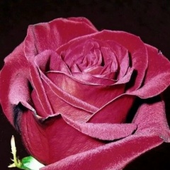 Екатерина Осипенко, 01.09.1976, Москва