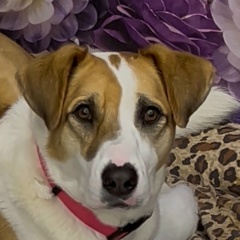 Виктория Чернышова, Москва