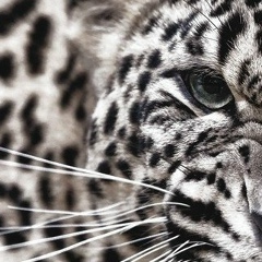 Айгерим Тешебаева, Москва