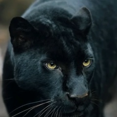 Катерина Кияшева, 11.06, Тольятти