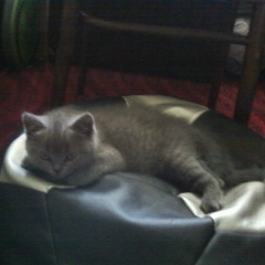 Антон Симоненко, 01.07.1988, Киев