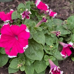 Нина Петрова, 13.06.1987, Москва