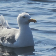 Alexandra Gr, Москва