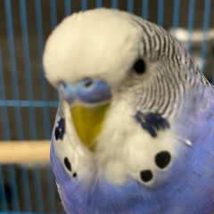 Максим Лысенко, Херсон