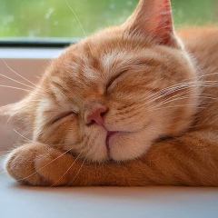 Наташенька Вязовцева, 08.06.1987, Санкт-Петербург