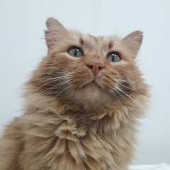 Виктория Волкова, 31.12, Всеволожск