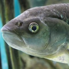 Gans Miller, 20.05, Санкт-Петербург