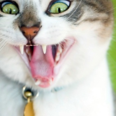 Настенька Полянская, Новосибирск