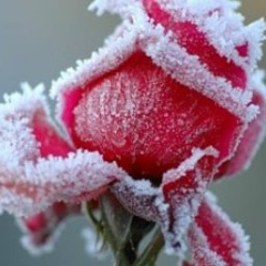 Венера Турисбаева, Алматы